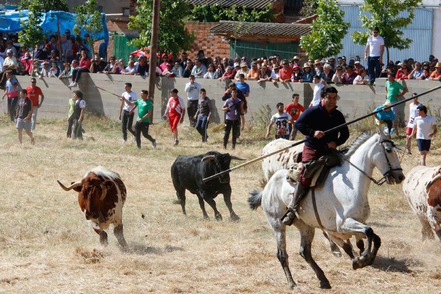 Encierro Guarrate