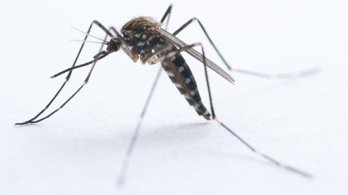 Mosquito Aedes japonicus, transmisor del Virus del Nilo