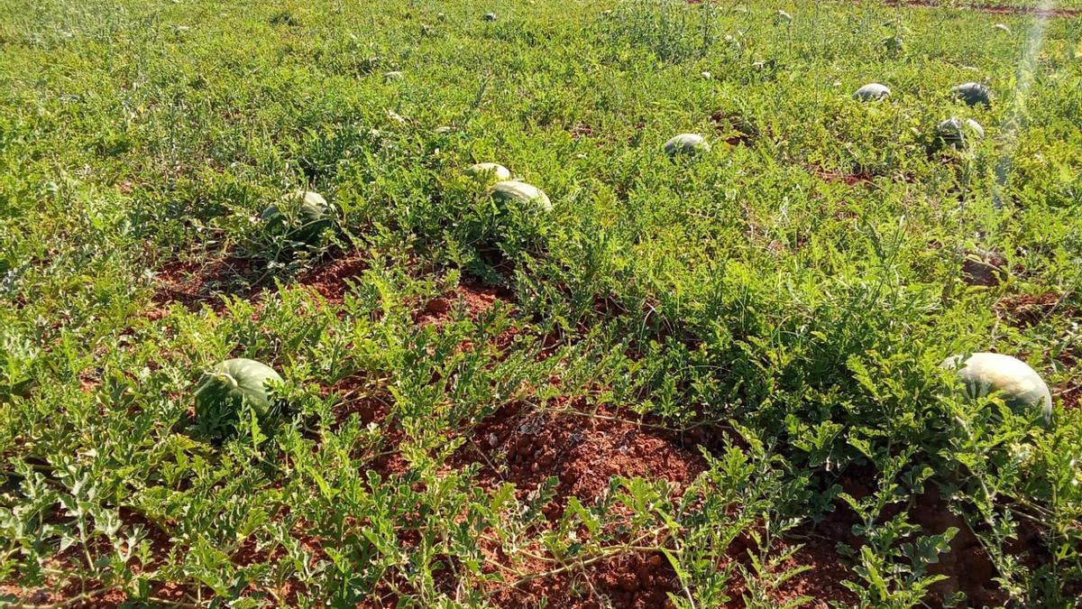 Sandías plantadas en Ibiza