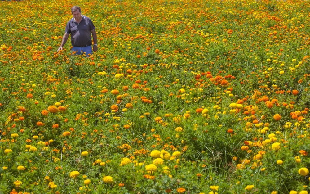 Las flores de la Batalla de la Fira de Juliol y carteles históricos