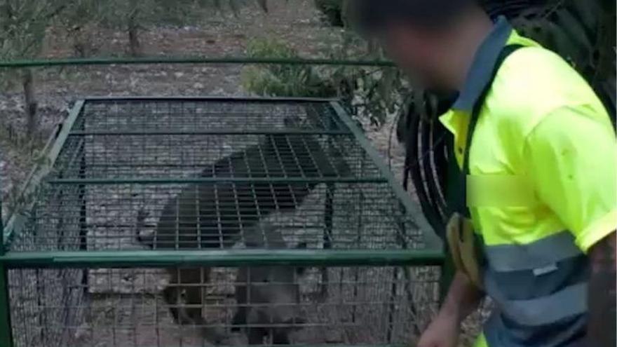 Denuncien un home a Esparreguera per alliberar senglars capturats en un dispositiu de control epidemiològic