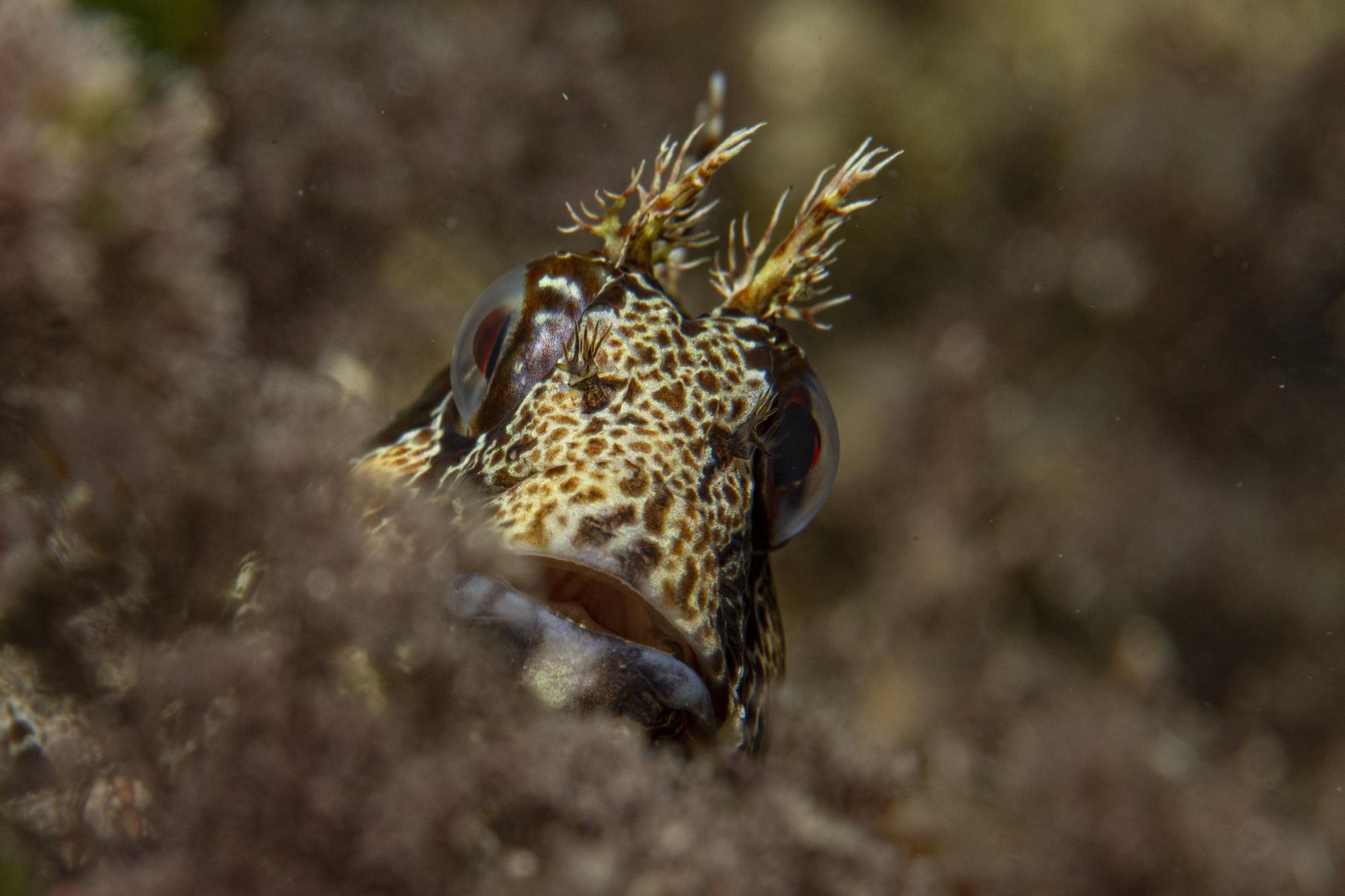 Estas son las fotos ganadoras del Certamen para la Conservación del Mar Balear