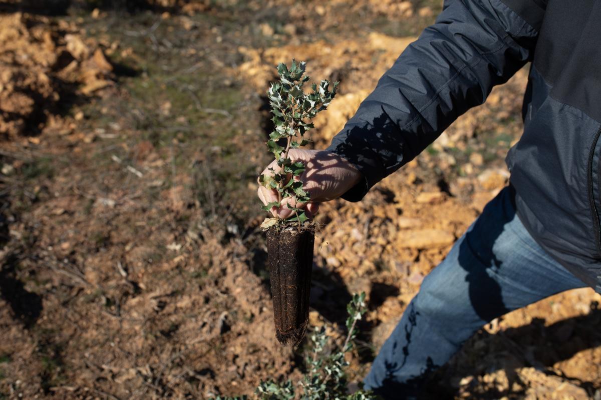 ZAMORA. TABARA. LA EMPRESA FOXY JUNTO CON LA FUNDACION ALCORAZ INAUGURAN LA RECUPERACION DE UN BOSQUE QUEMADO EN TABARA DENTRO DE SU INICIATIVA JUEGA TU PAPEL