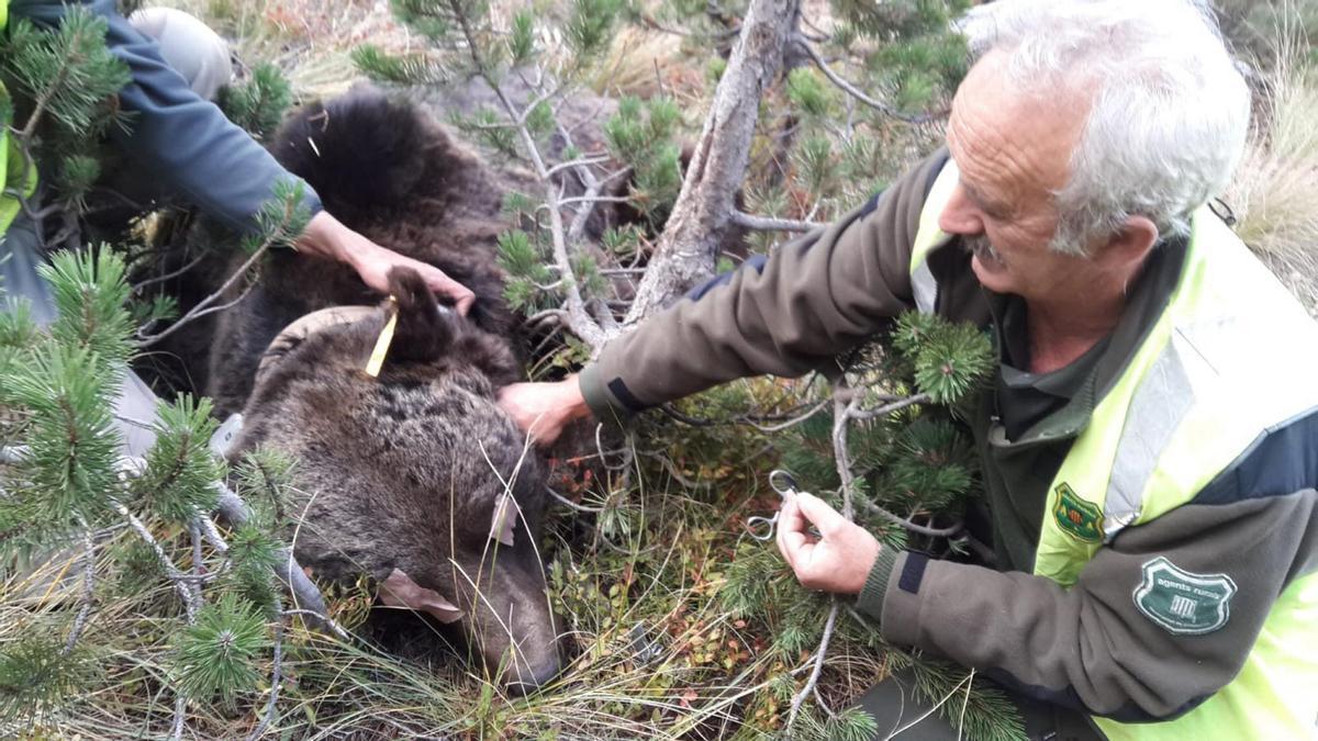 Agentes rurales cambian la batería del collar GPS del oso 'Goiat' en el Valle de Aran, en octubre de 2018.
