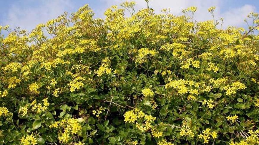 Una planta forta. S&#039;arrapa als marges de les carreteres i s&#039;estén pels prats.