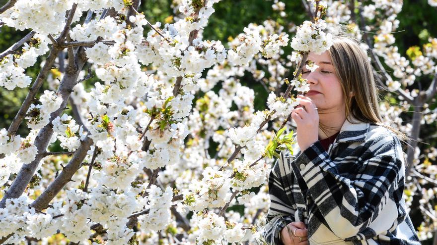 Todos los misterios de la floración primaveral a tu alcance en la Fiesta del Cerezo en Flor