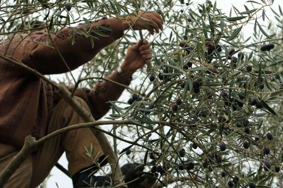 Recogida de aceituna en Fermoselle