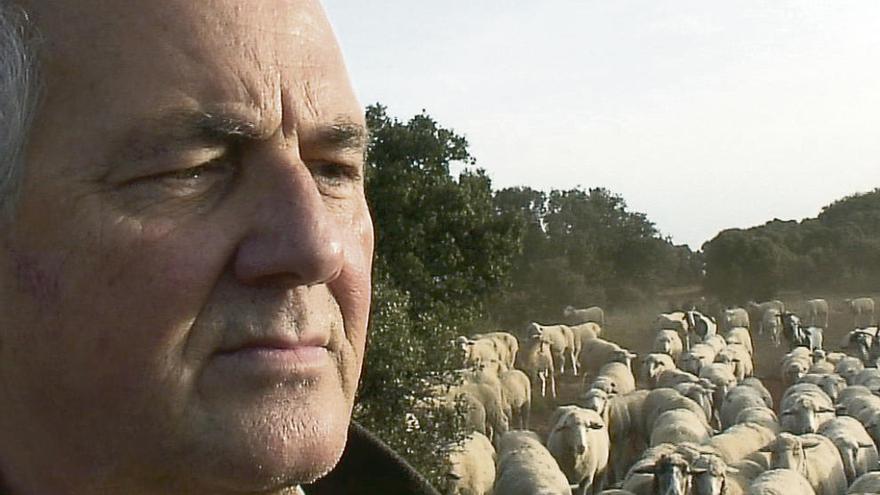 Jesús Garzón con un rebaño de ovejas trashumantes a su vista.