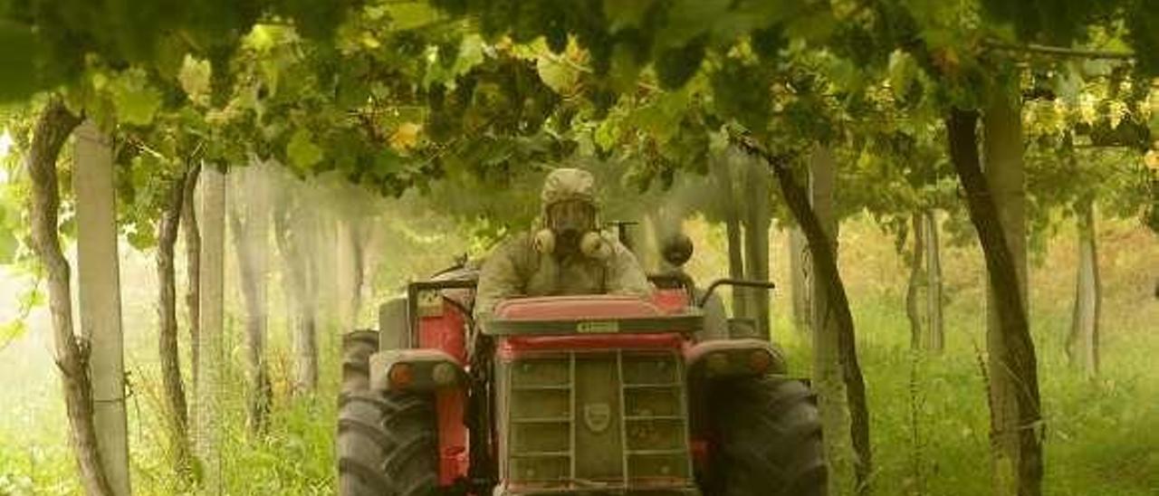 Un viticultor aplica un tratamiento fitosanitario. // Noé Parga