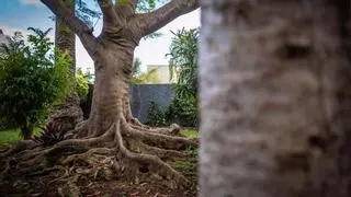 Urbanismo exige a los vecinos de Santiago Apóstol que talen su árbol