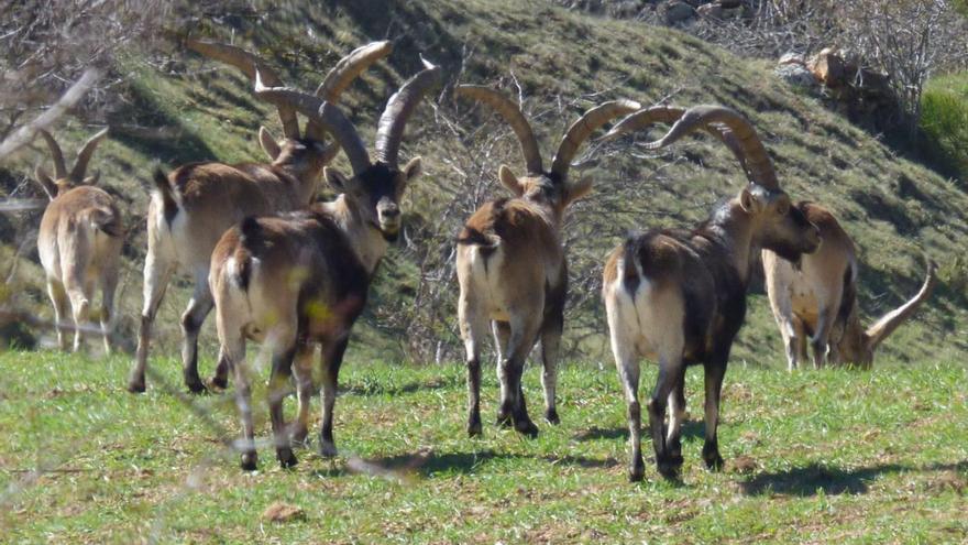 Imagen de archivo de un grupo de cabras hispánicas cerca de Vilafranca, cuando era más fácil ver a estos animales.