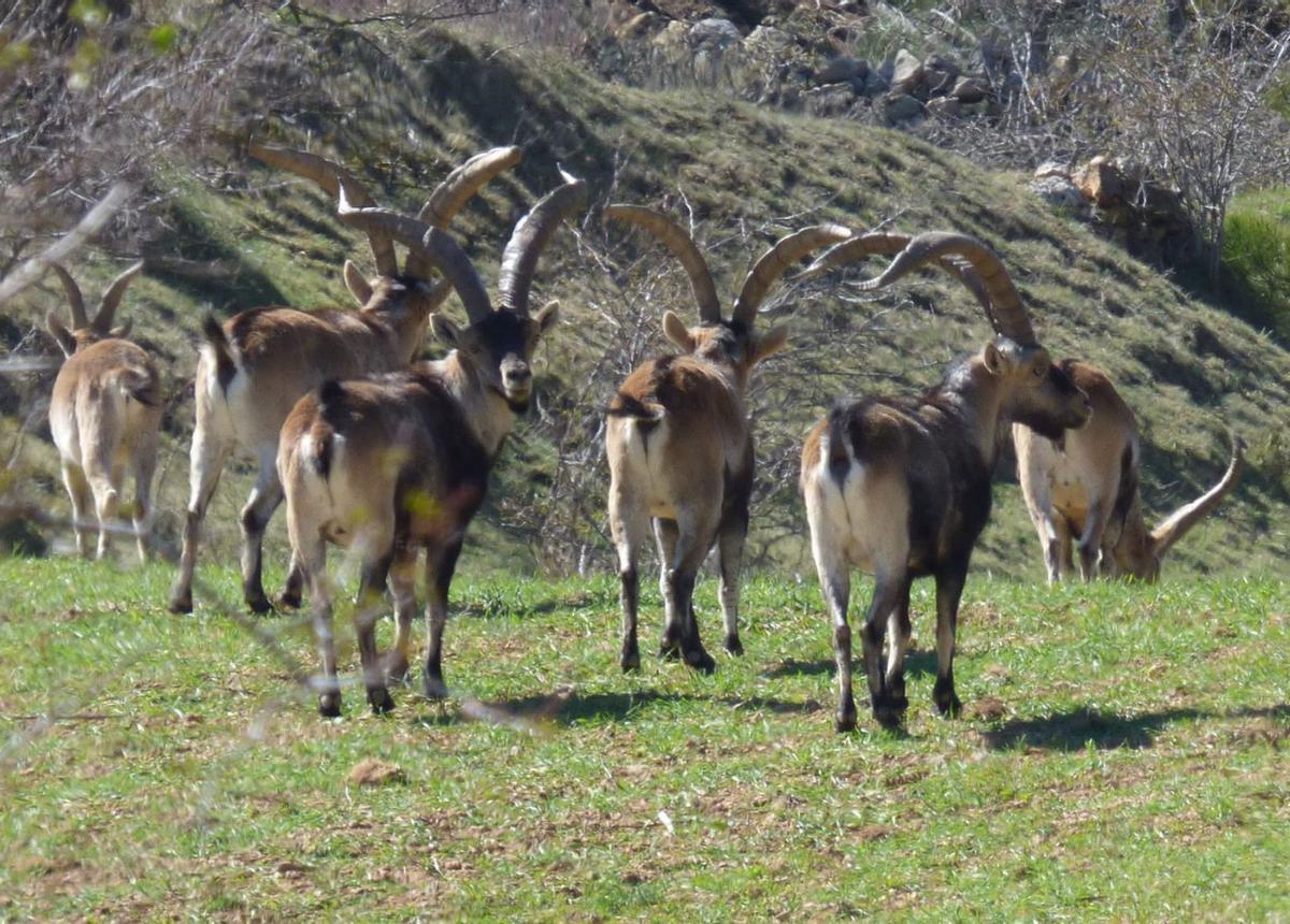 Imagen de archivo de un grupo de cabras hispánicas cerca de Vilafranca, cuando era más fácil ver a estos animales.