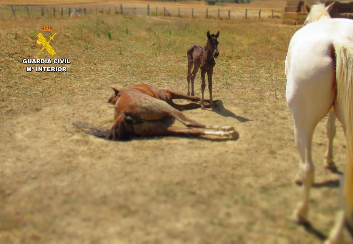 Varios de los animales encontrados en mal estado.