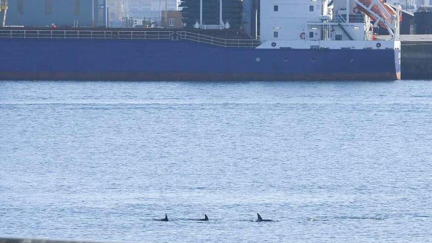 Tres delfines visitan las aguas de O Parrote