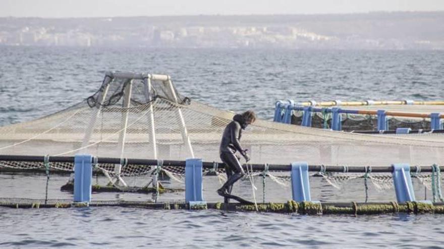 Acuicultura Un sector al alza que podría ofrecer novedosas rutas turísticas