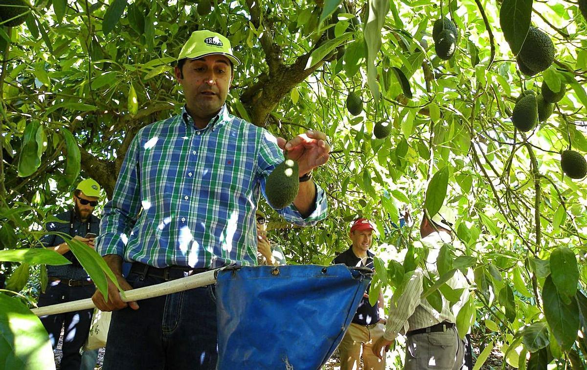 Un agricultor muestra el proceso para recolectar el aguacate en las mejores condiciones. | F. EXTREMERA