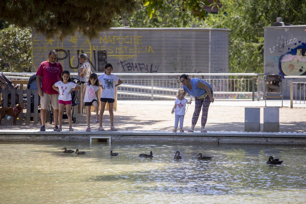 Los muy conformistas patos de los jardines del Baix Guinardó, que han nacido en el más antinatural de los estanques urbanos.