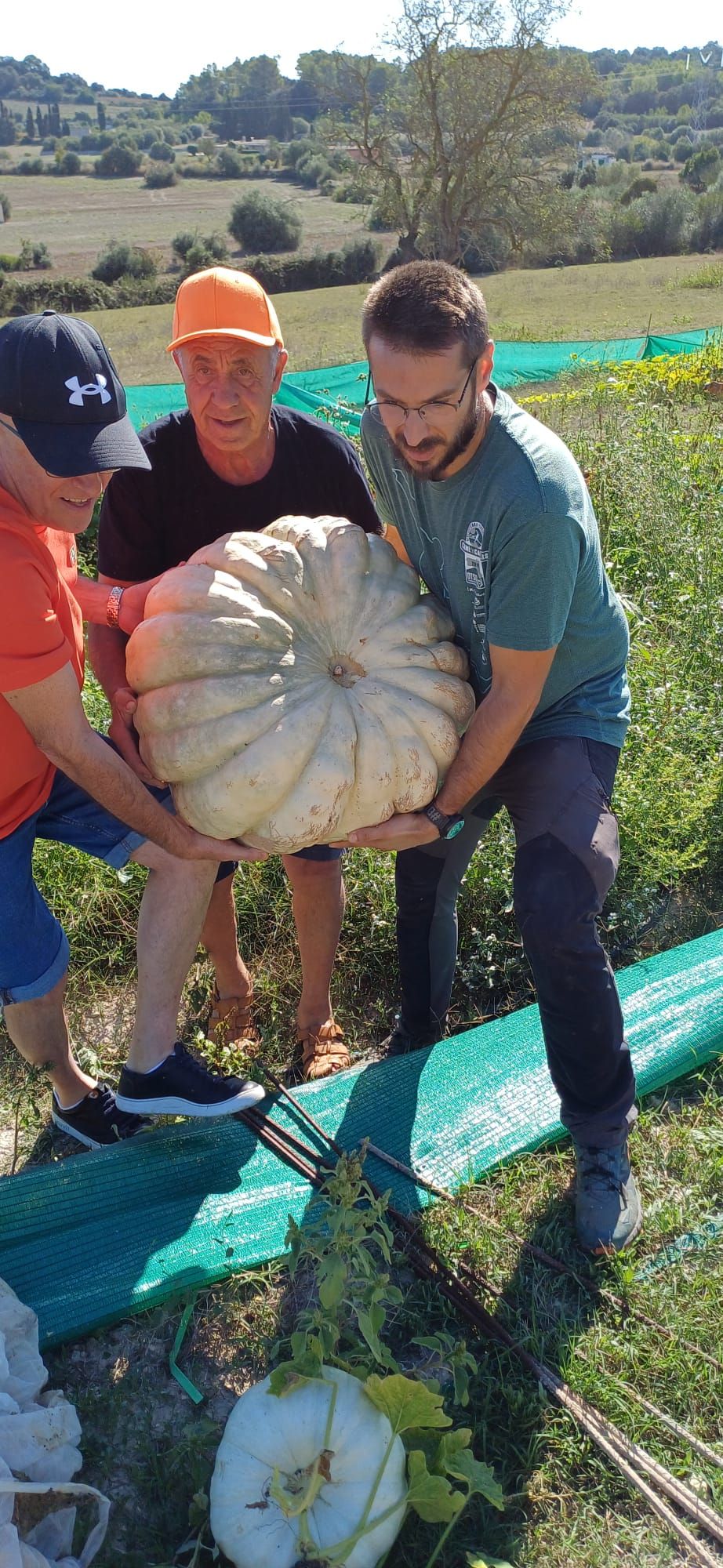 FOTOS | Muro recoge las calabazas sembradas en la finca experimental