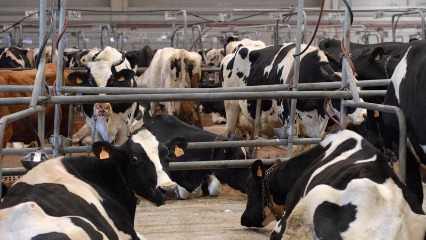 Nueva protesta de los ganaderos en Zamora en defensa del vacuno de leche