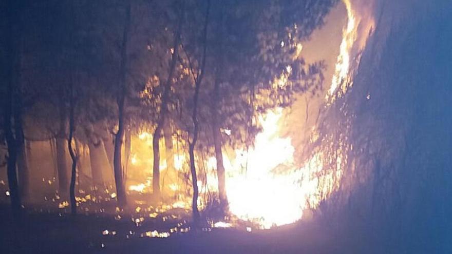 Investigan el incendio intencionado en una pinada de Villena