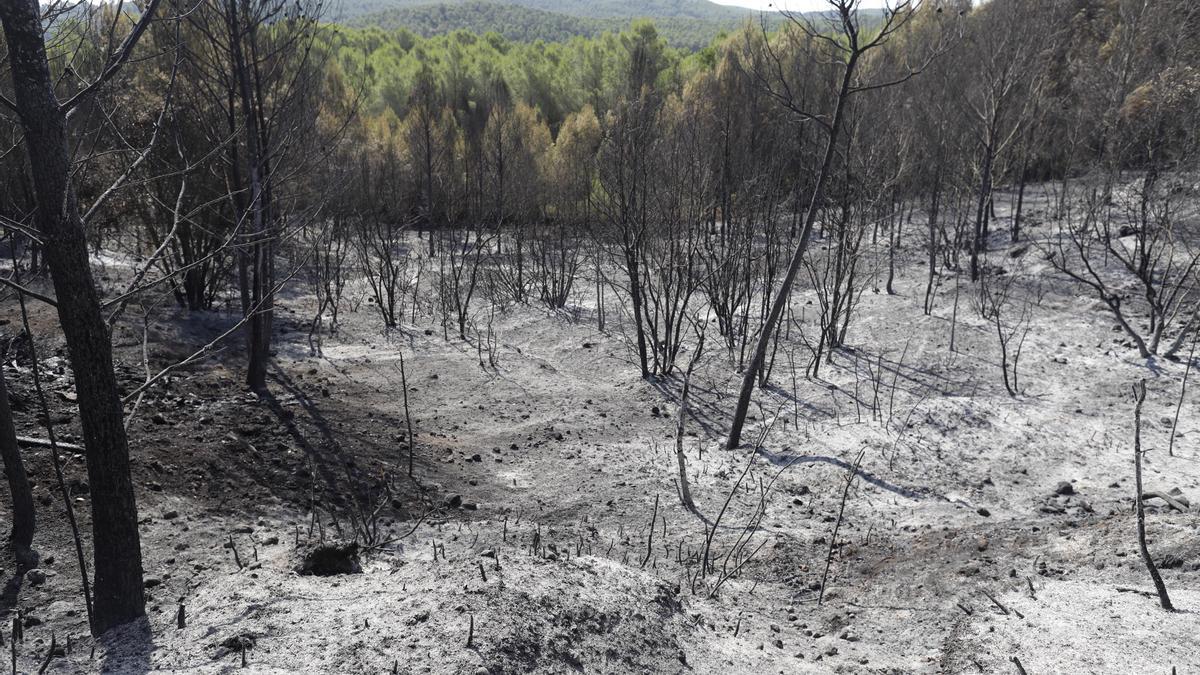 Les imatges de l'incendi de Ventalló i Vilopriu