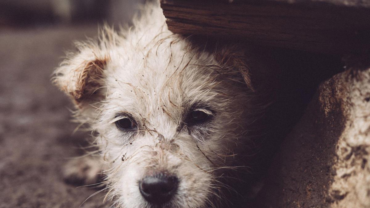 La Ley de Bienestar Animal lo advierte: estas son las sanciones si no denuncias la pérdida o robo de tu mascota