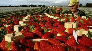 Recogida de fresas en Huelva, en una imagen de archivo.