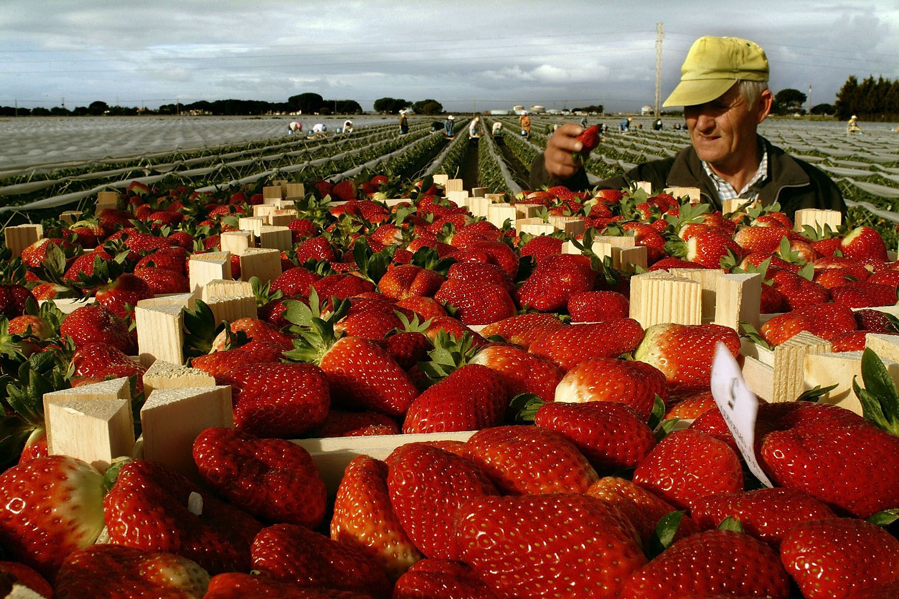 ANDALUCIA CUADERNO DEL DOMINGO:FOTO: SERGIO CARO.AGRICULTURA/HUELVA: Recogida de fresas en la finca La Madre,pionera en el cultivo de esta fruta.