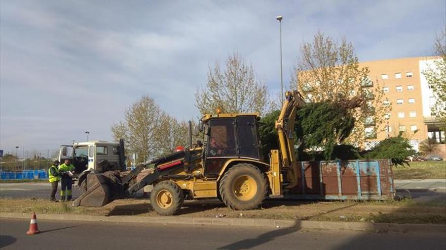 Eliminan una veintena de árboles en Mayor Zaragoza