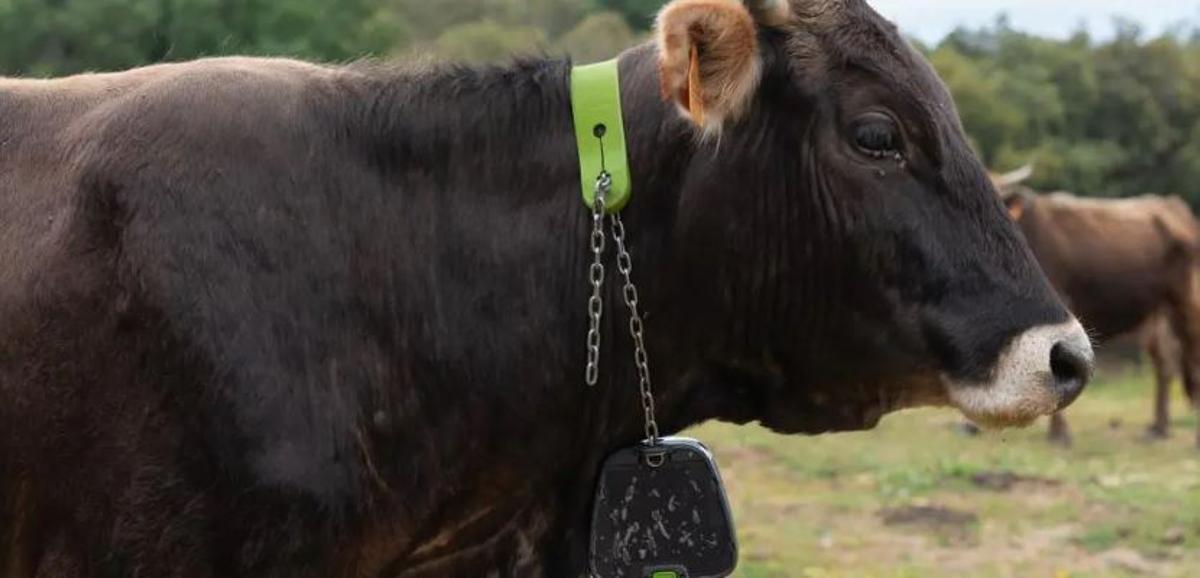 Collars GPS per a les vaques de l'Albera