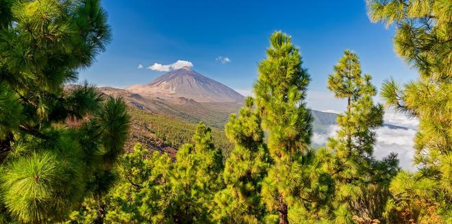 Bosque de pinares y el Teide, Tenerife