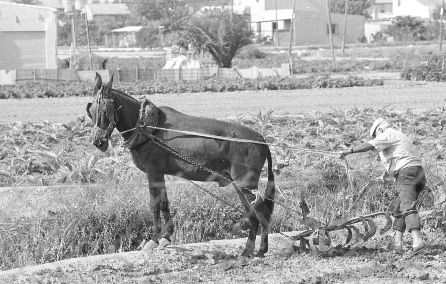 El poder de lo vintage: el pasado en tendencia - La Huerta Valenciana