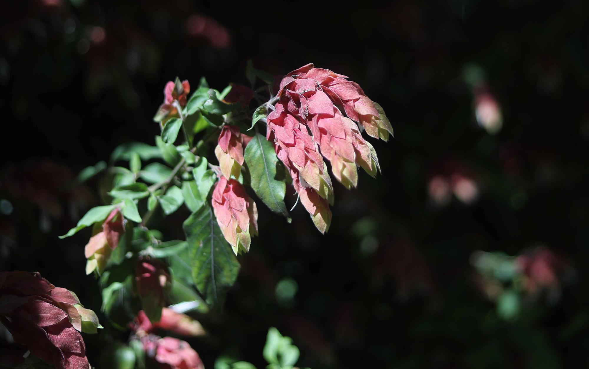 Las flores del Jardín Botánico en primavera