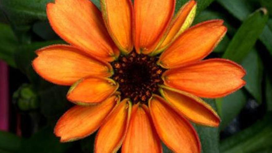 Una zinnia, la primera flor cultivada en el espacio