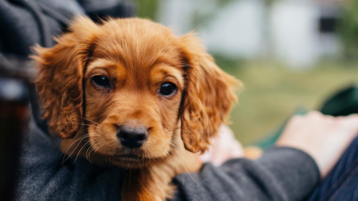 ¿Sin nombre para tu perro? Estos son los más famosos del mundo