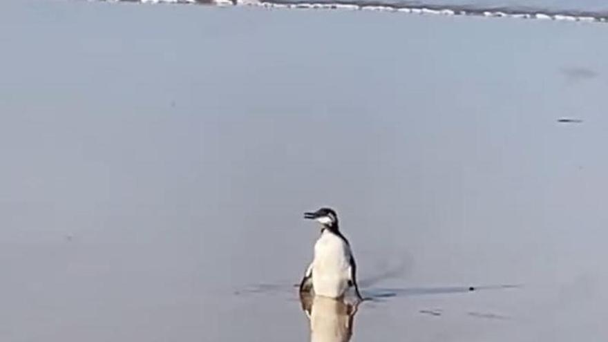 Sorpresa en la playa de Villaviciosa: ¿un pingüino en Rodiles?