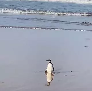 Sorpresa en la playa de Villaviciosa: ¿un pingüino en Rodiles?