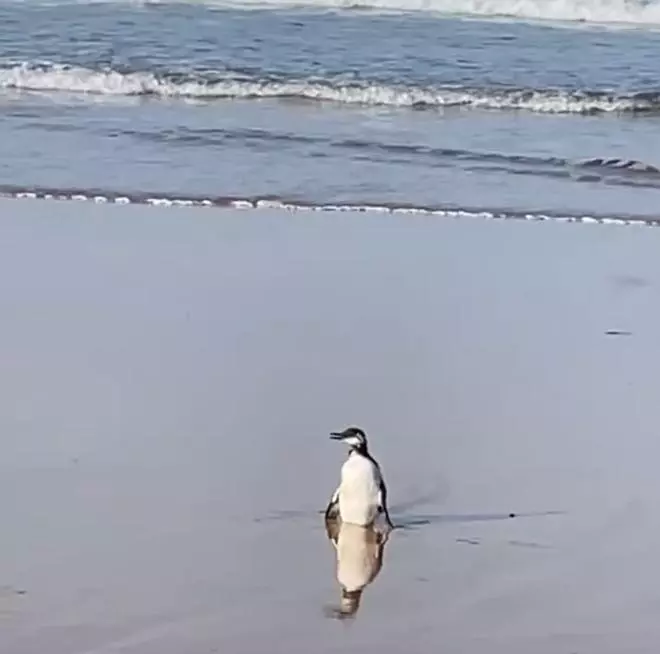 Sorpresa en la playa de Villaviciosa: ¿un pingüino en Rodiles?