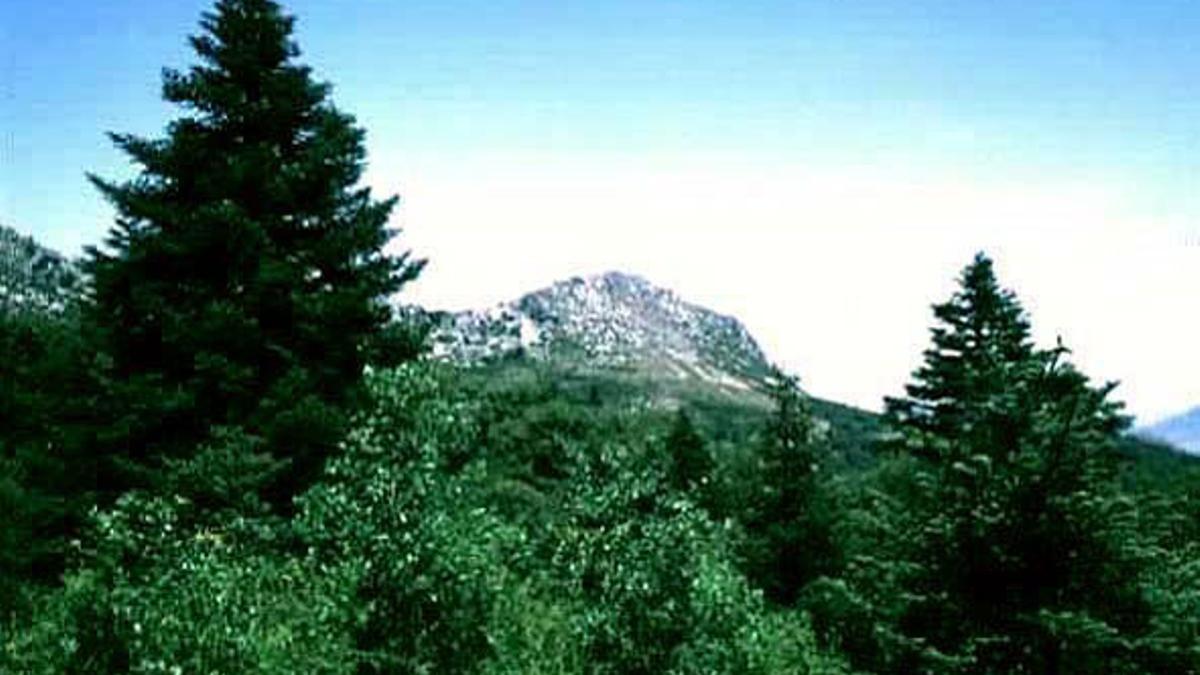 La Junta de Andalucía busca reforzar la protección de los montes.