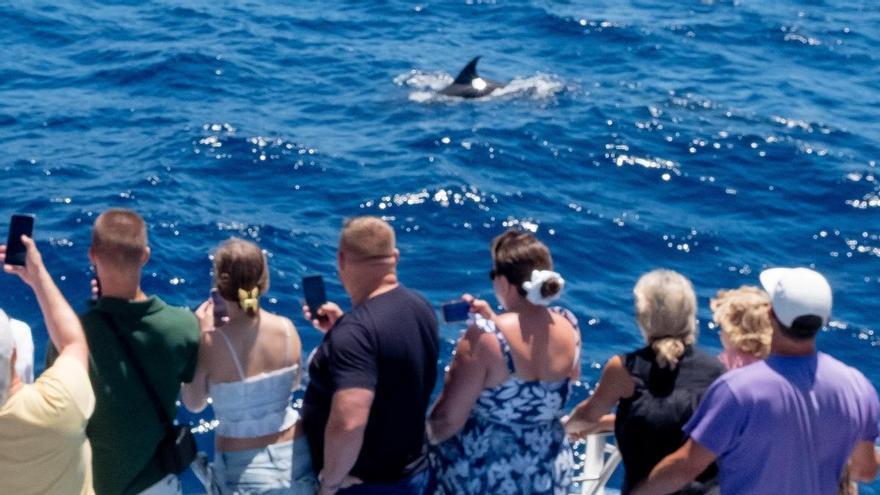 Avistamiento de delfines desde el barco 'Spirits of the Sea', en Puerto Rico (Gran Canaria)