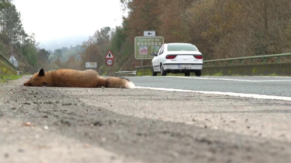 Uno de cada tres accidentes de tráfico está provocado por un animal