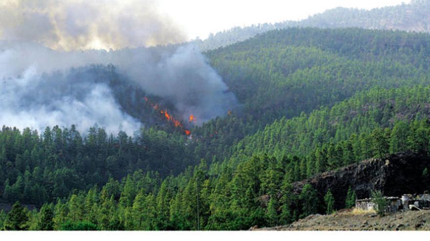 Parte del pinar afectado por el fuego.