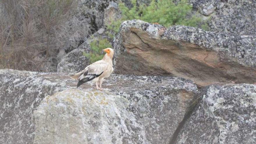 Un alimoche observa desde uno de los posaderos de Arribes del Duero.