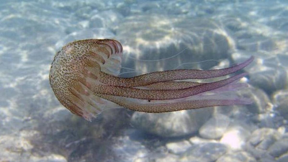 Las playas de Málaga ya tienen medusas