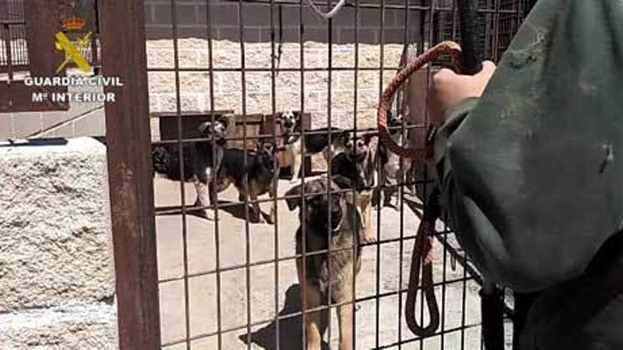 Algunos de los animales en la instalación intervenida.