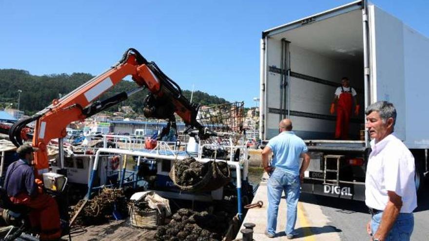 Descarga de mejillón en el puerto de Bueu.  // Gonzalo Núñez