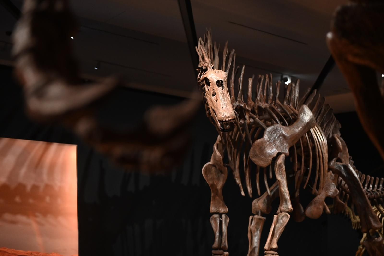 En imágenes | El dinosaurio más grande conocido conquista el Caixaforum de Zaragoza