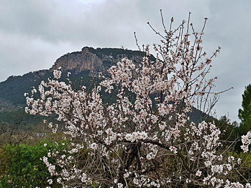 So schön blüht die Mandelblüte