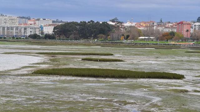 Parches de ‘zostera Noltii’, en la ría de O Burgo, en el mes de diciembre.   | // VÍCTOR ECHAVE