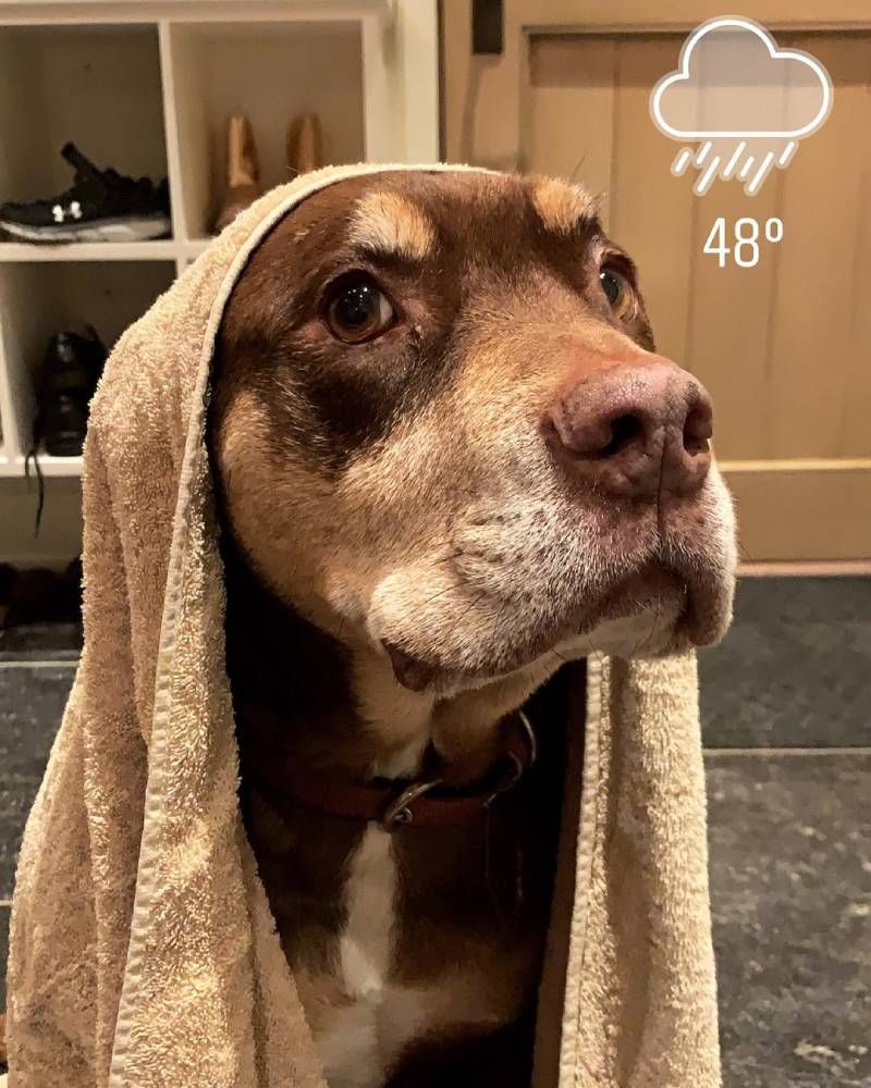 Lua, la perrita fallecida de Tom Brandy